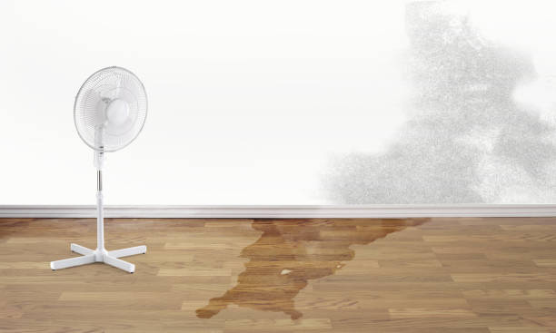 Best Carpet water damage restoration  in Horizon West, FL